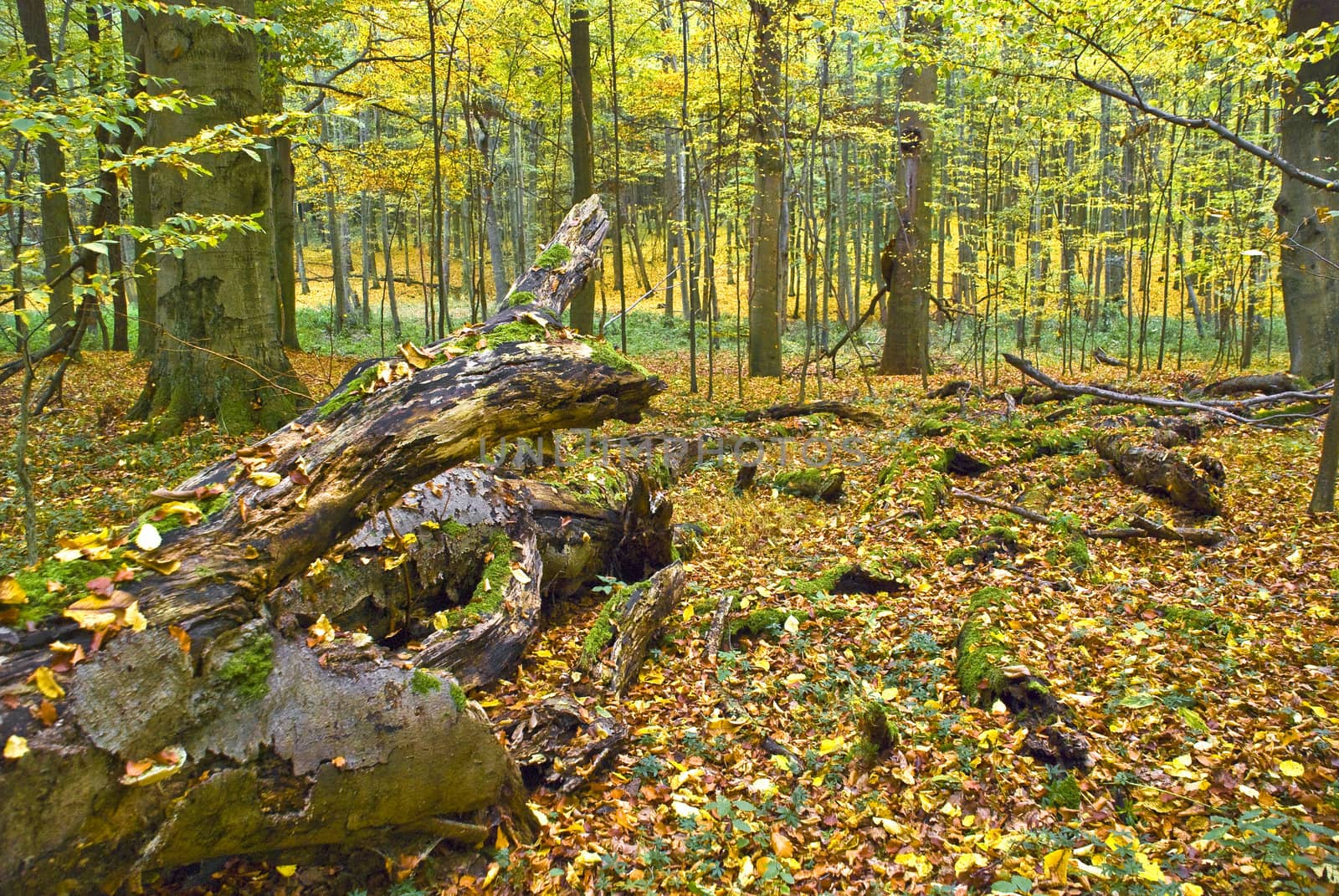 Lying tree in a hornbeam forest by hanusst