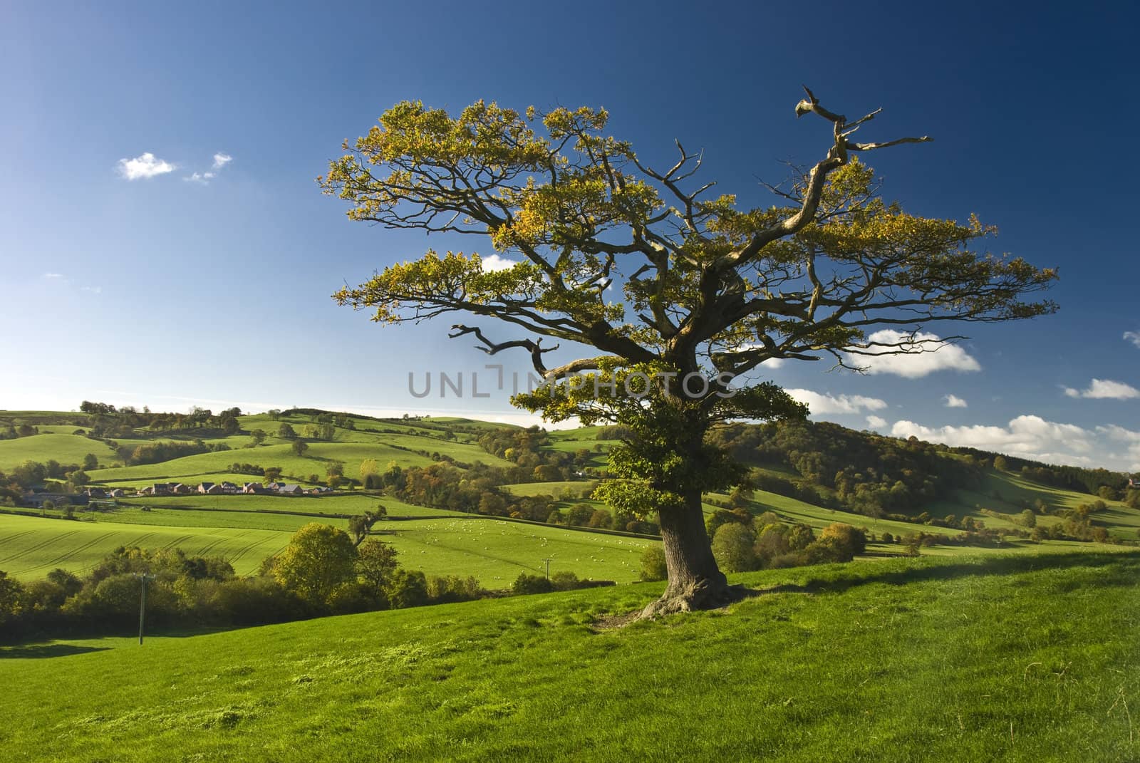 The English tree stand alone in the countryside