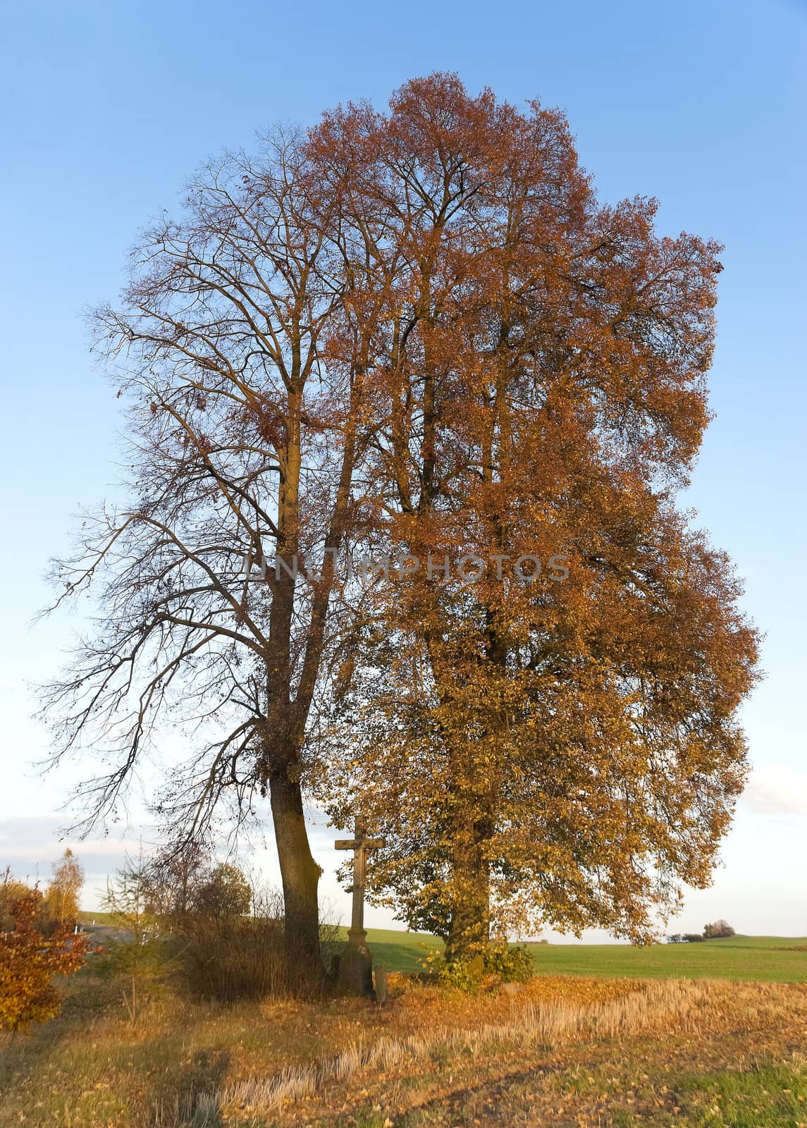 The English tree by hanusst