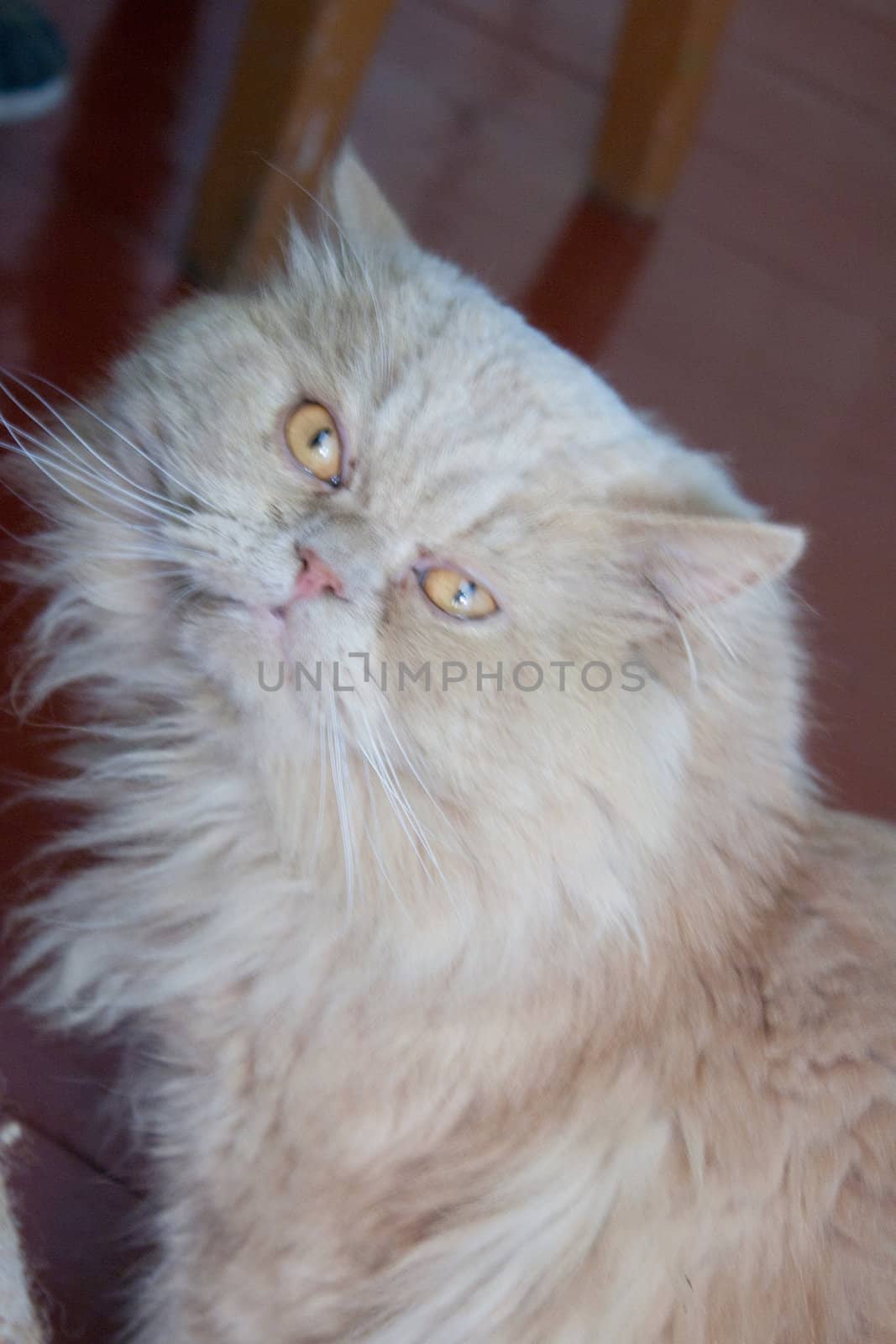 Persian breed cat yellow coloring looks in the picture shot in the street