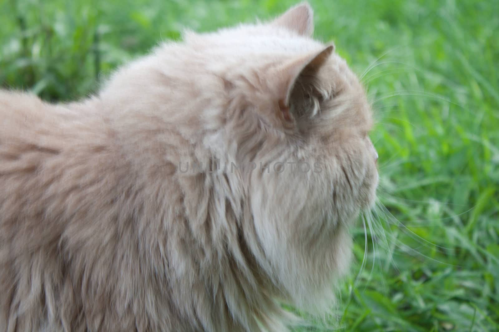 Persian breed cat is a yellow coloring on the grass in the street shooting