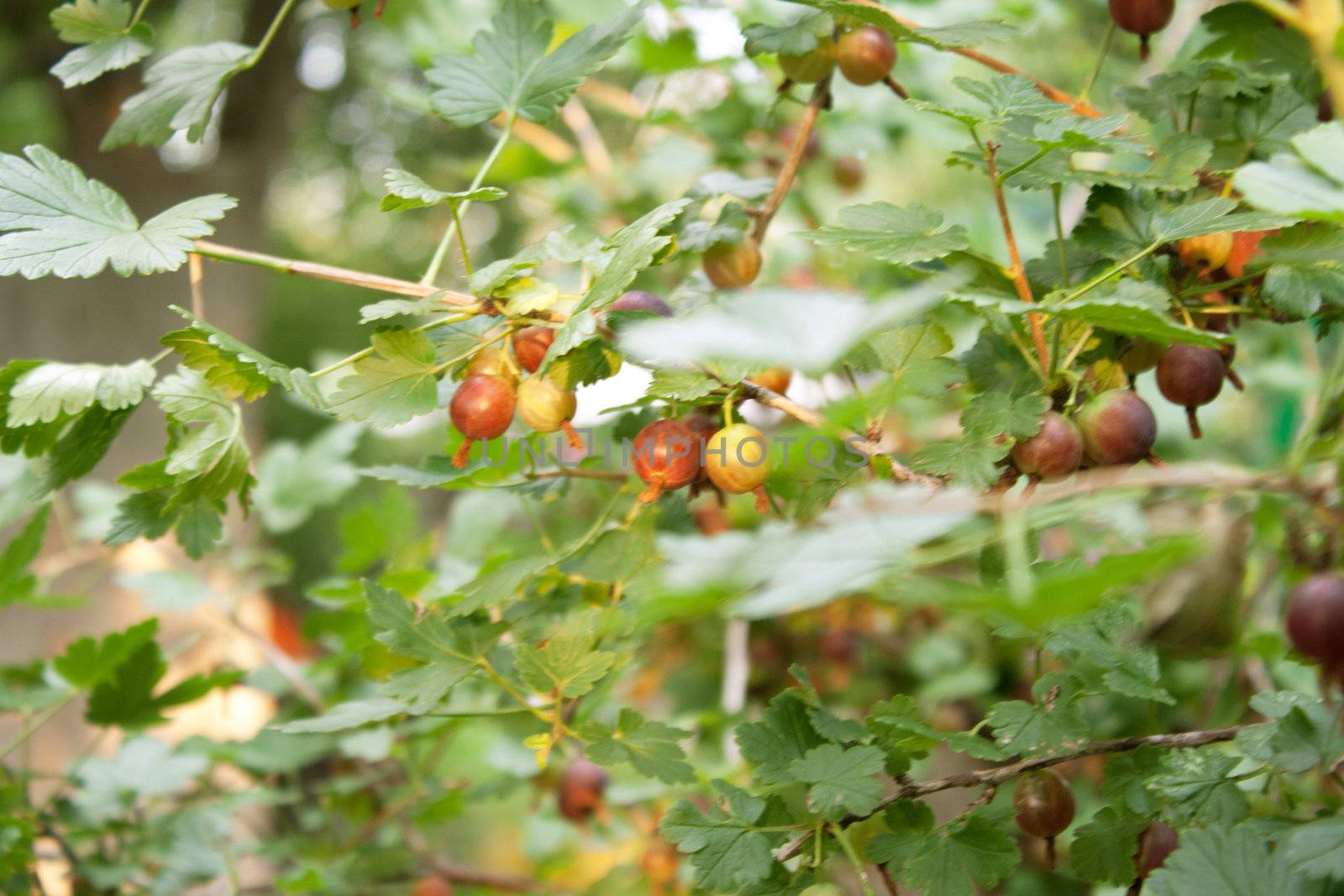 Gooseberry bush with ripe berries in the street shooting