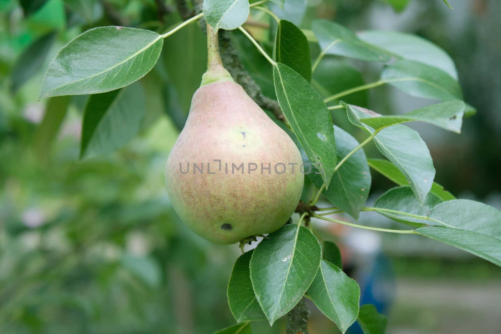 Pear on a branch hanging in the street shooting
