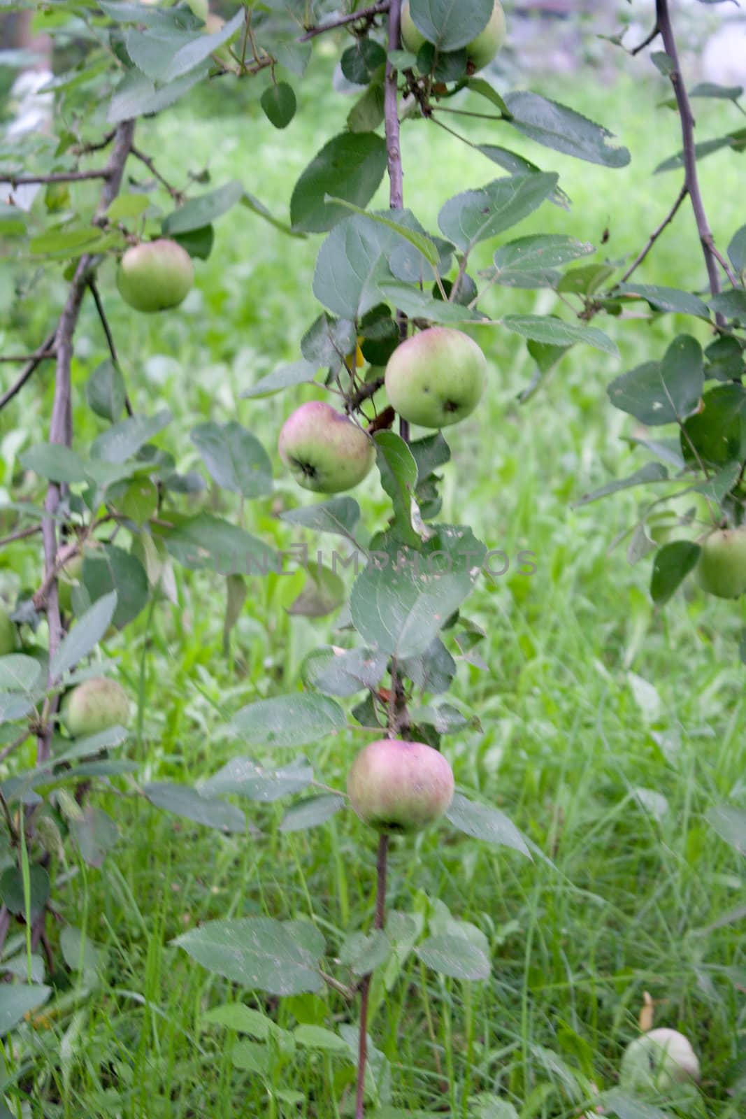 Branch with ripened apples hanging close to the ground in the street shooting