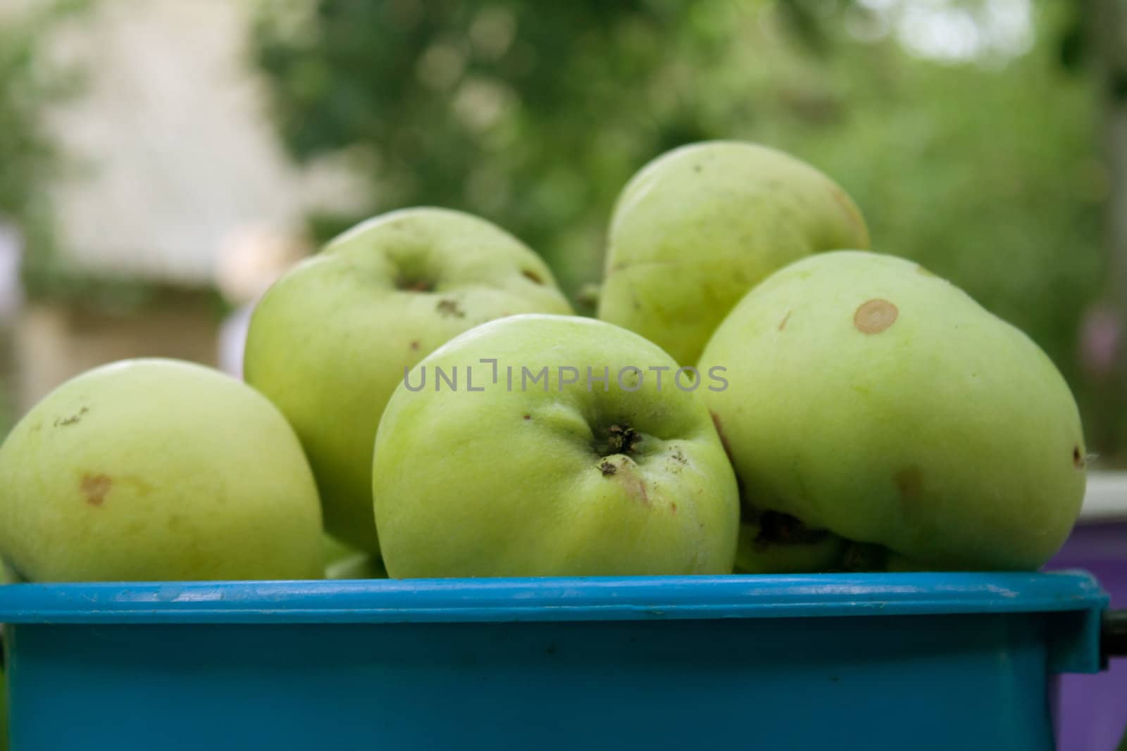 Green apples are in a bucket on the street shooting