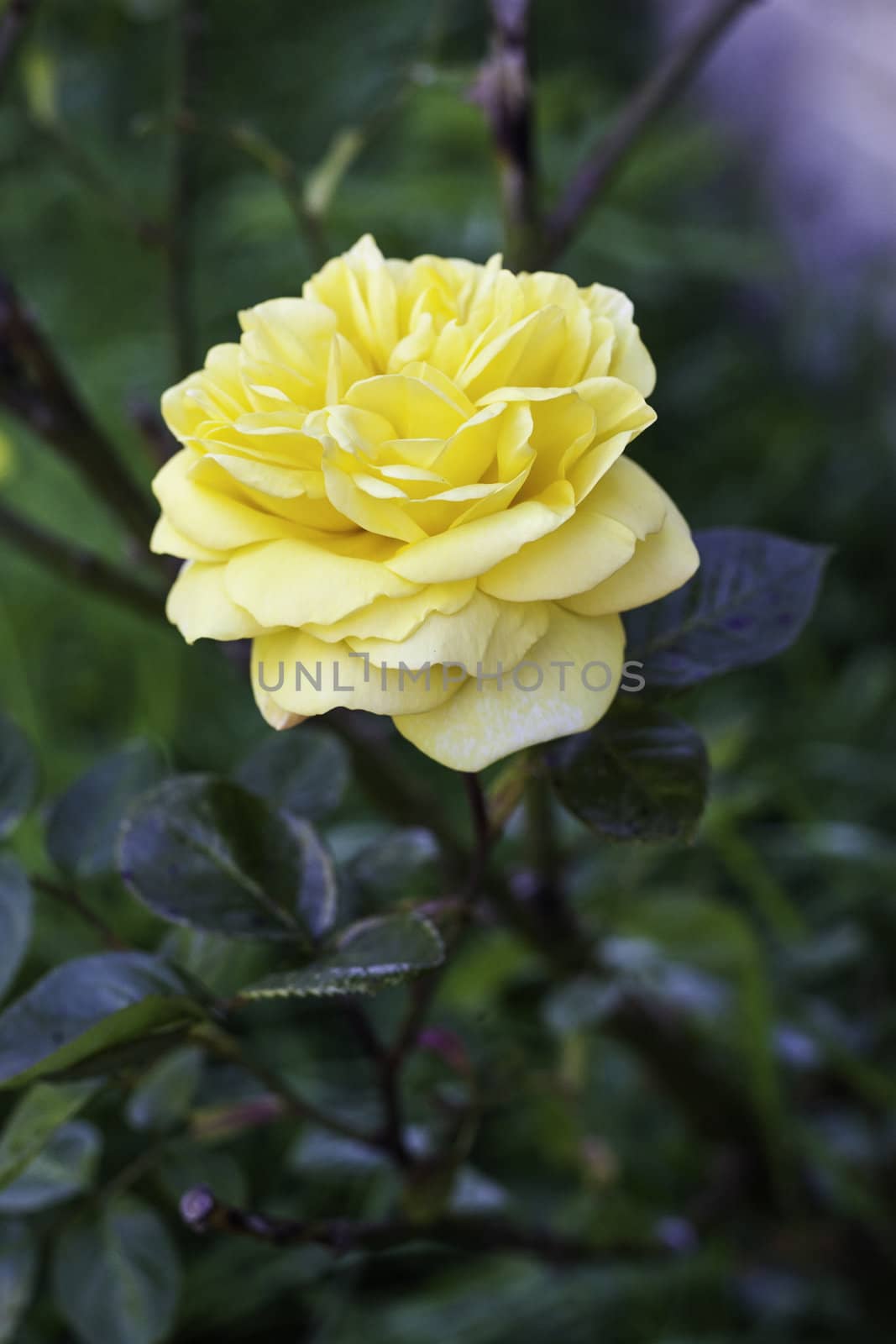 Single beautiful yellow rose blooming on a bush outdoors with copyspace