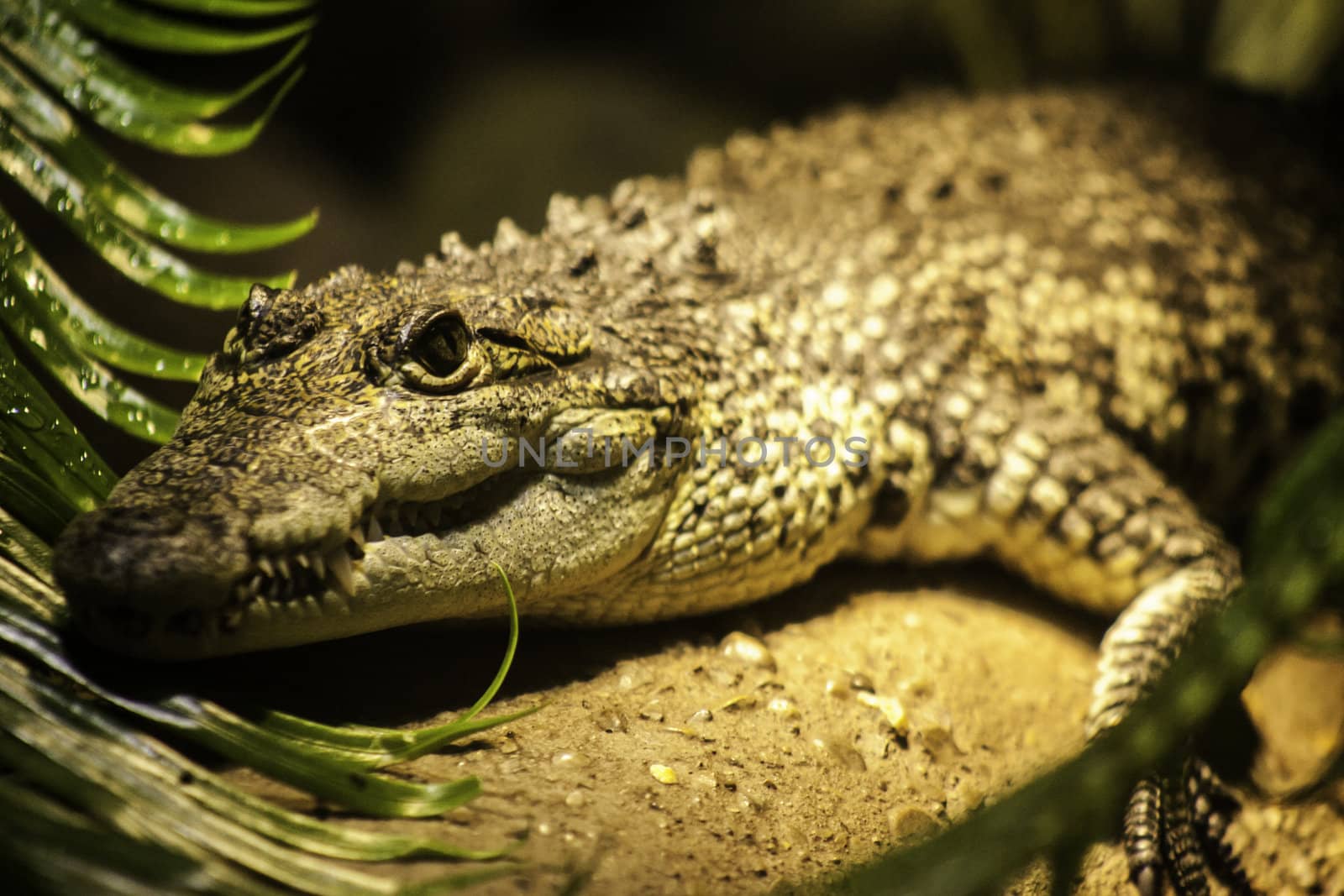 Crocodile head portrait by jrock635