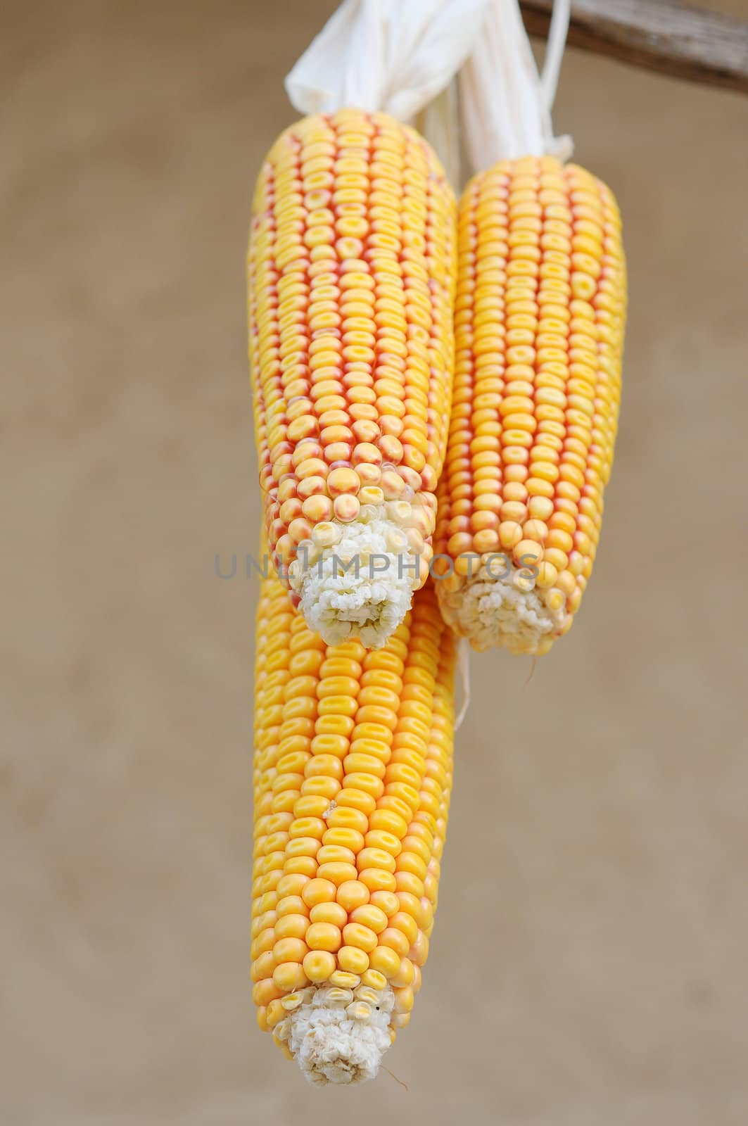 Golden corn cobs in the autumn