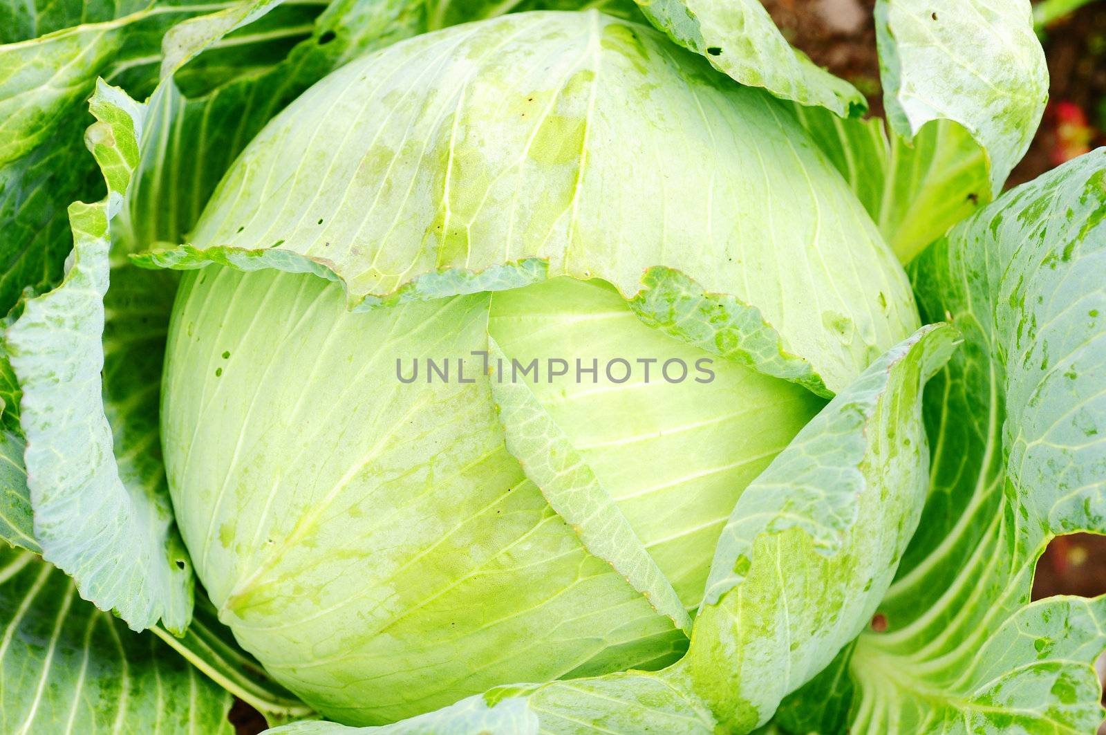 Growing cabbage in the field