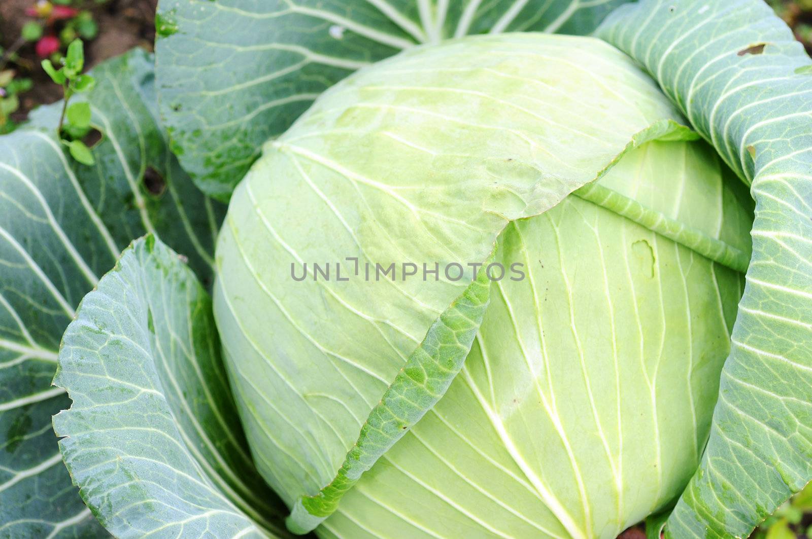 Growing cabbage in the field