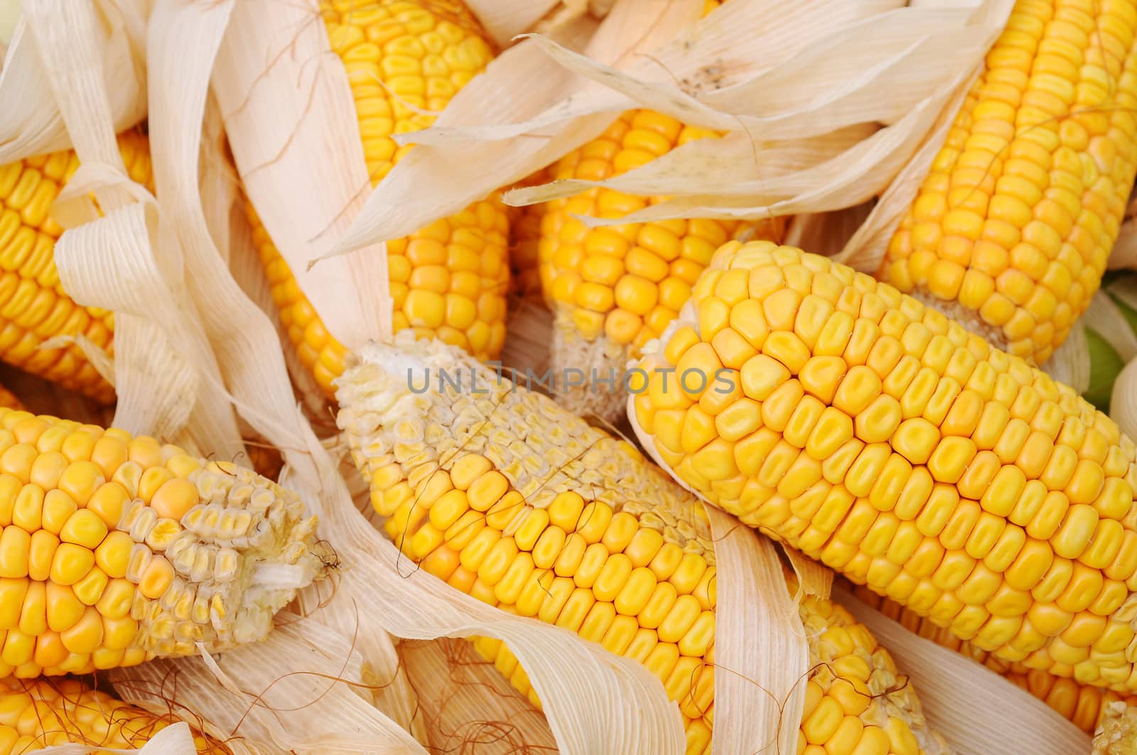 Golden corn cobs in the autumn