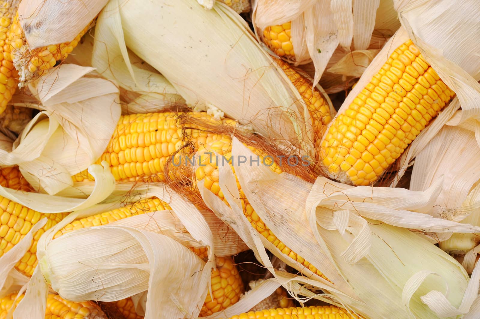 Golden corn cobs in the autumn