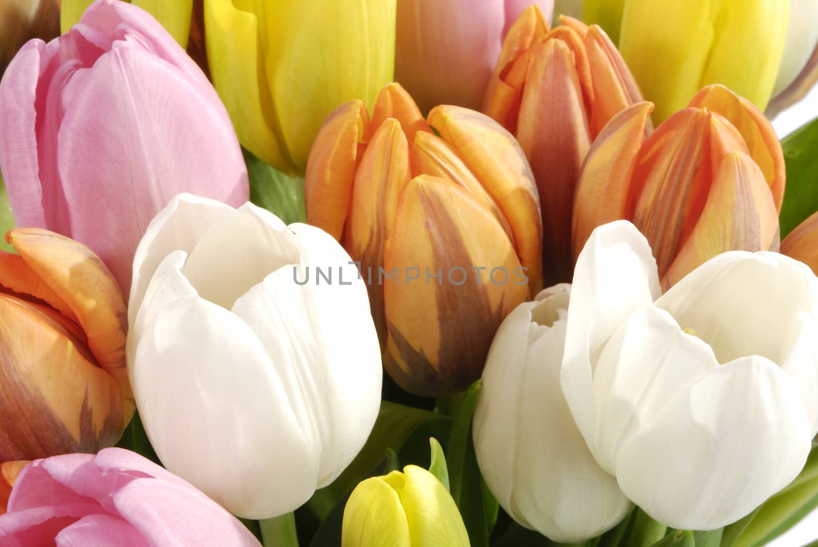 The bunch of buds of various colors of tulip