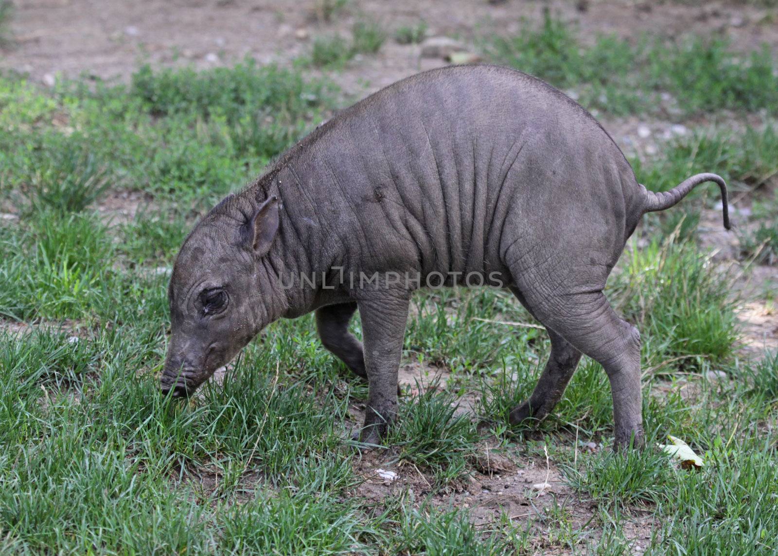 A baby babirusa (Babyrousa) in the grass.