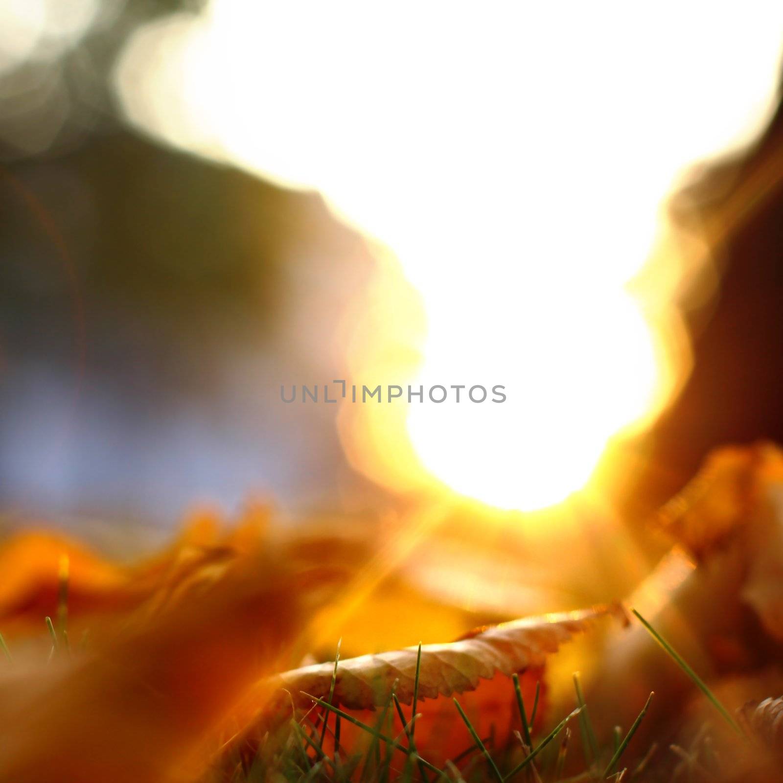  golden leaves on last green grass