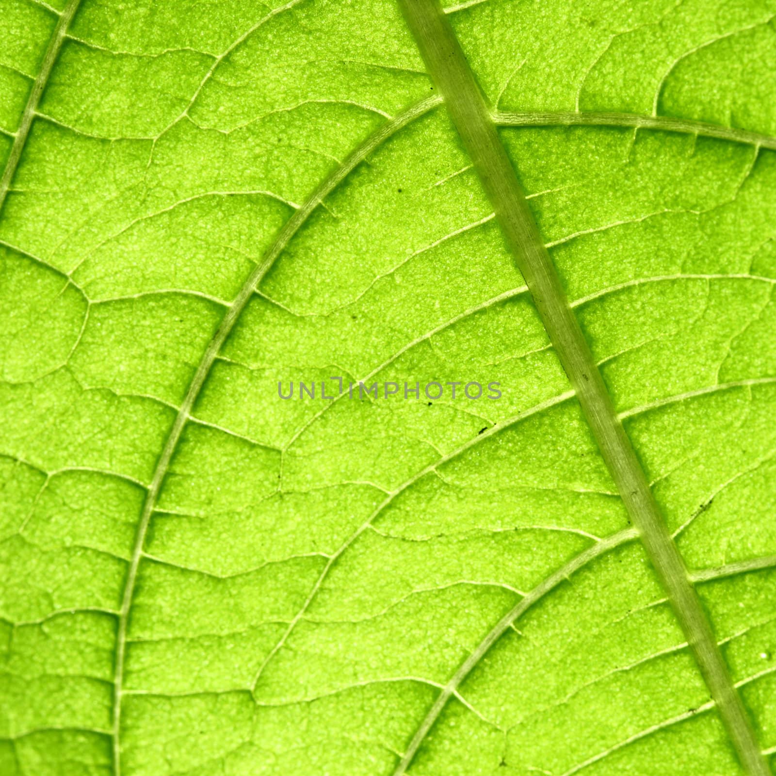 green leaf vein macro close up