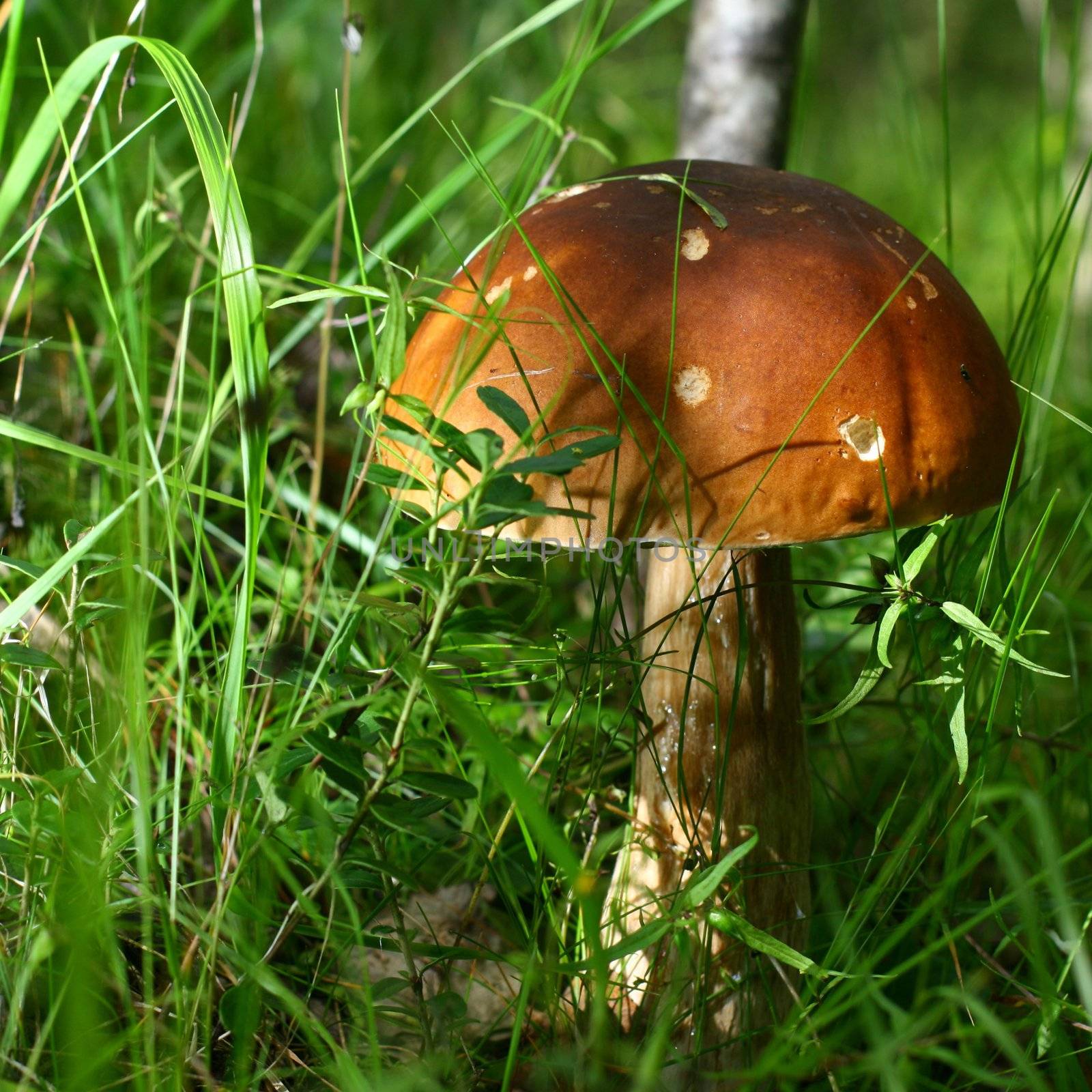 bolete on green grass background