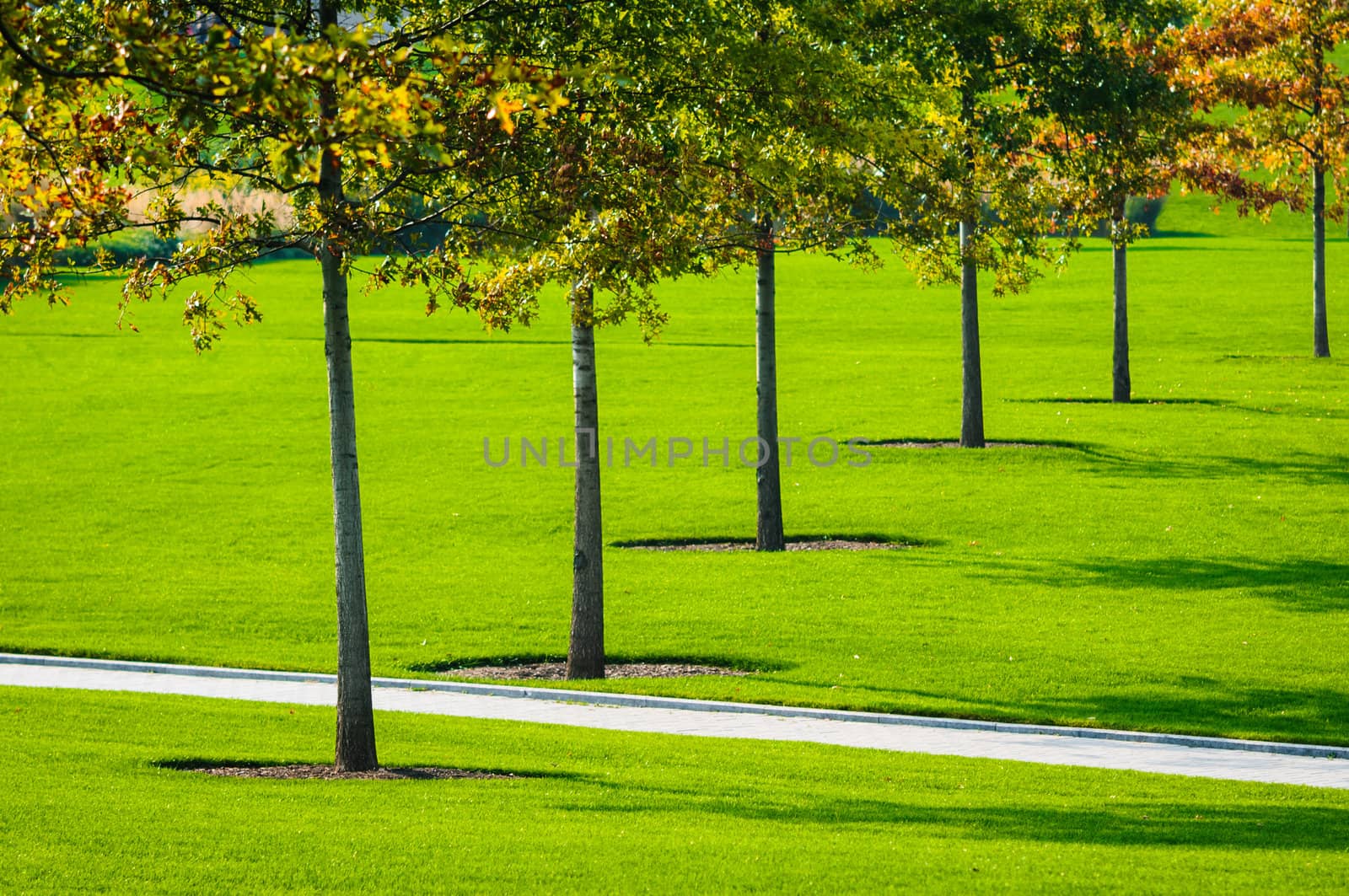 Autumn trees and green grass in the park