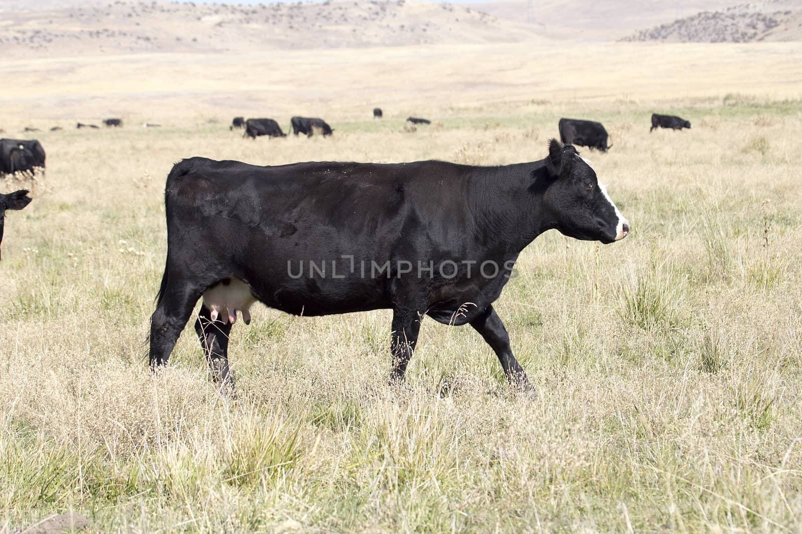 Cows on Green Pasture in Central Oregon