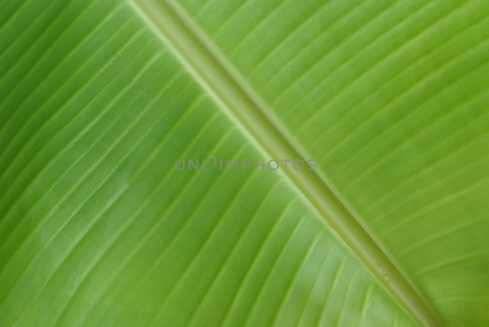 banana palm tree green leaf close-up background  by opasstudio