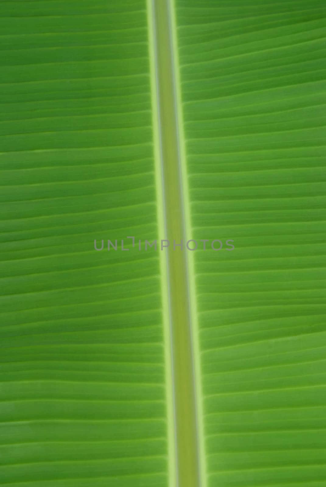 banana palm tree green leaf close-up background  by opasstudio