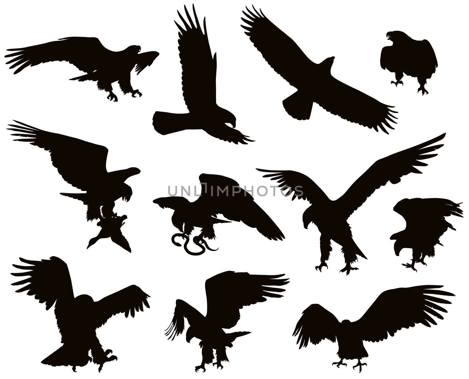 Hunting eagle detailed vector silhouettes set