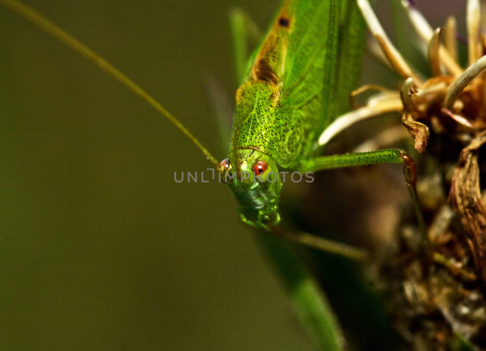 Grasshopper close up on nature background. Animals theme