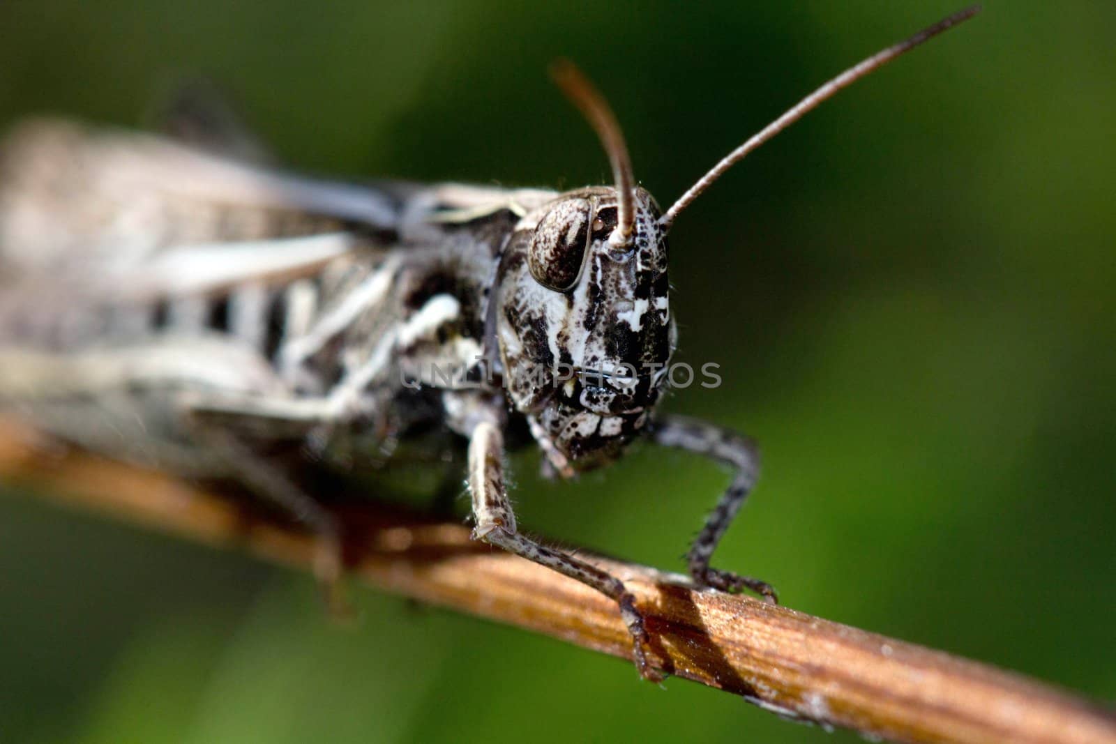 Grasshopper  on nature background. Close up. Animals theme