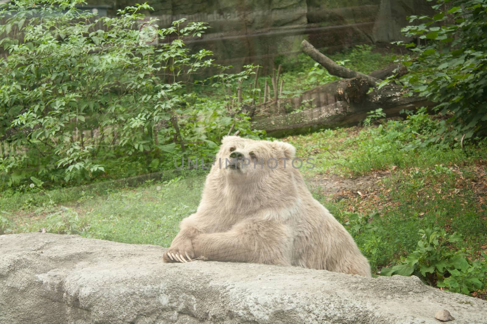 Bear sits beside the stone, adding to its feet by victosha