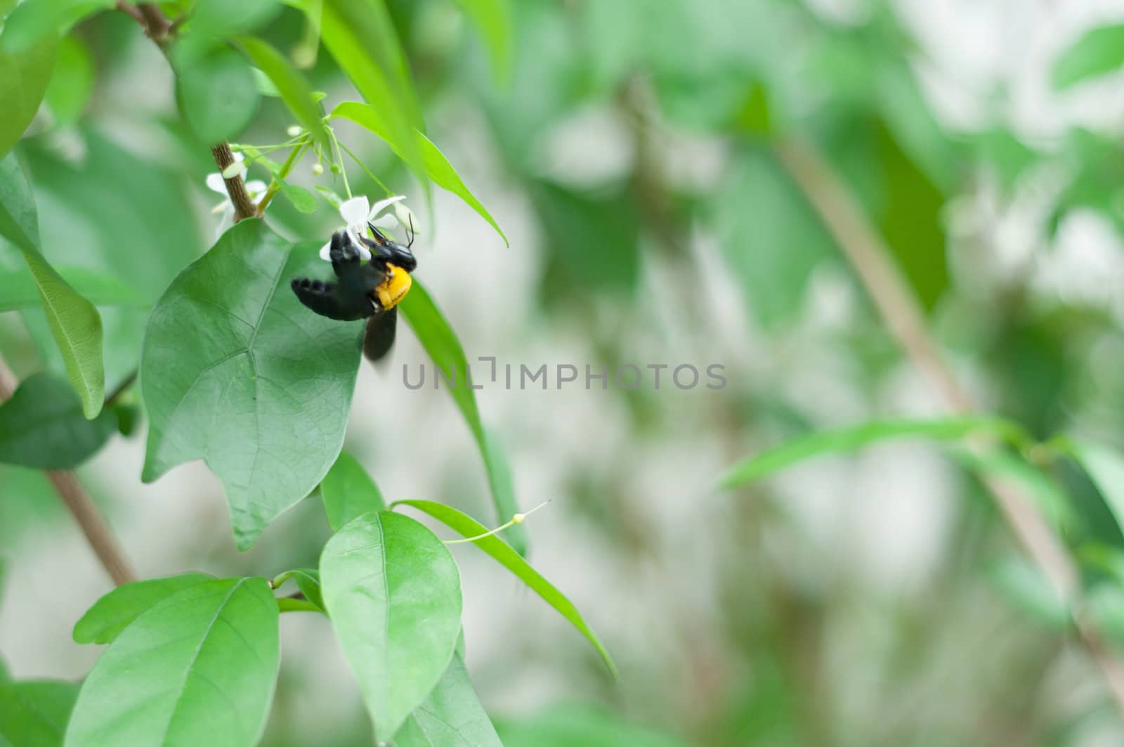 carpenter bee eating sweet juice from white flower on tree