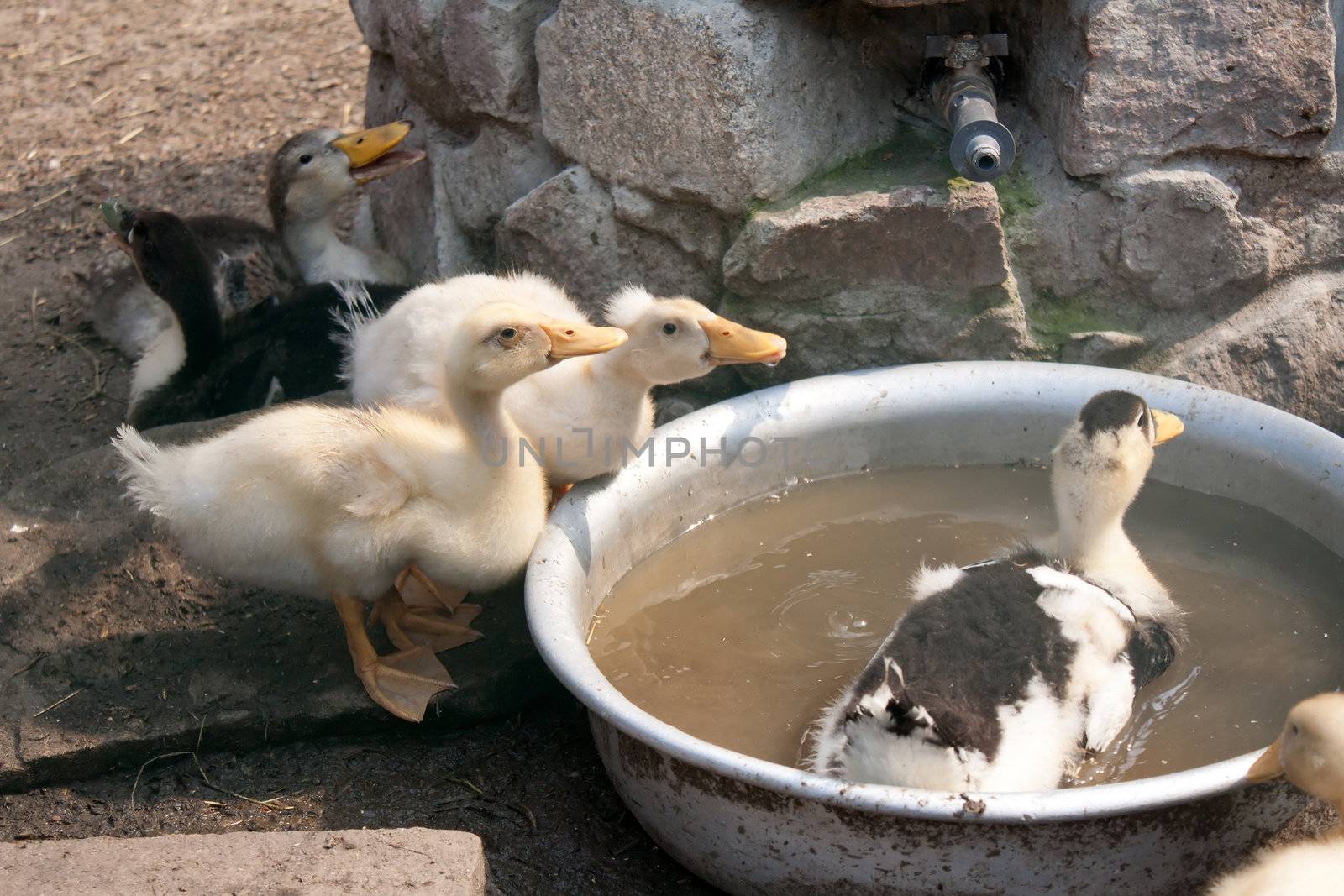 Little ducklings swimming in a bowl and drink water Shooting at the Zoo