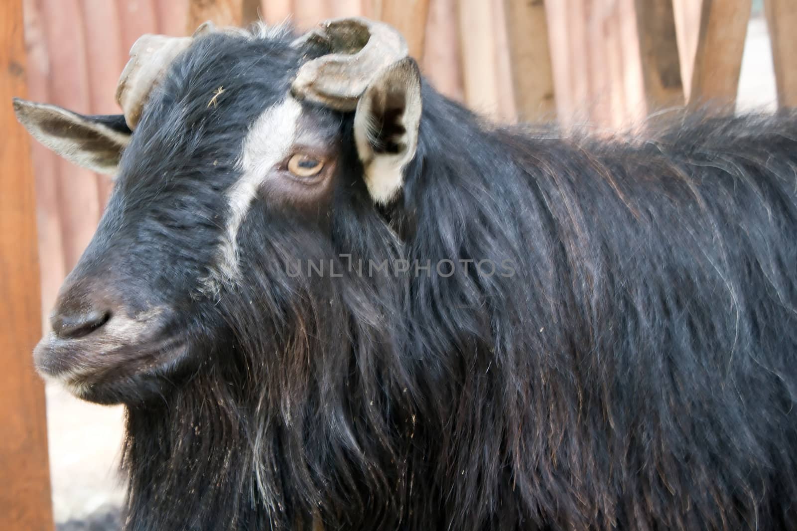 Black Goat of great looks in the frame Shooting at the Zoo