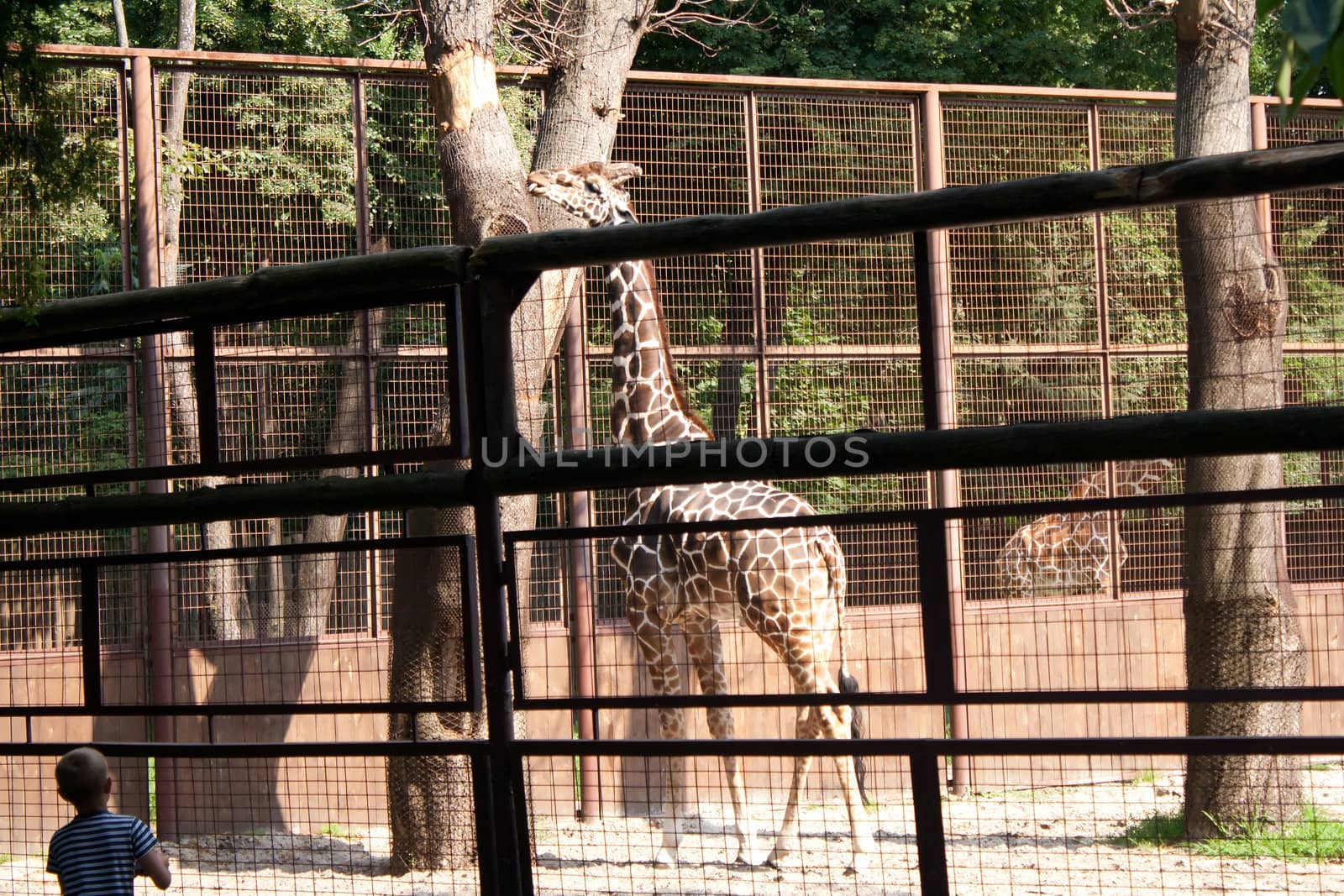 giraffe walking around the cage and the little boy looks Shooting at the Zoo