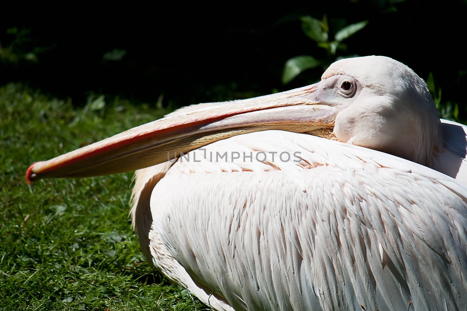 White pelican resting on the grass at the zoo