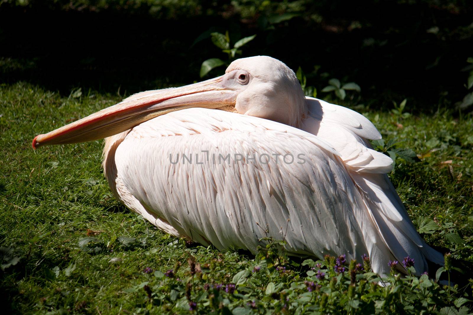 Pelican resting on the grass by victosha