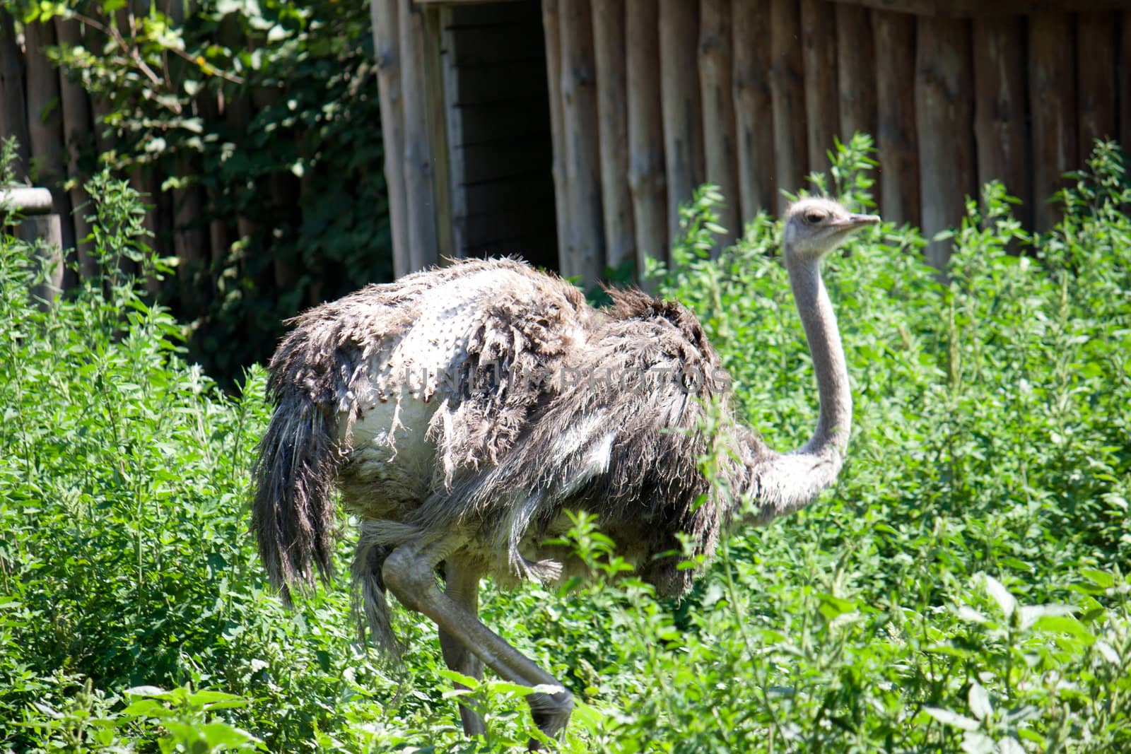 Ostrich walking on the green field Shooting at the Zoo
