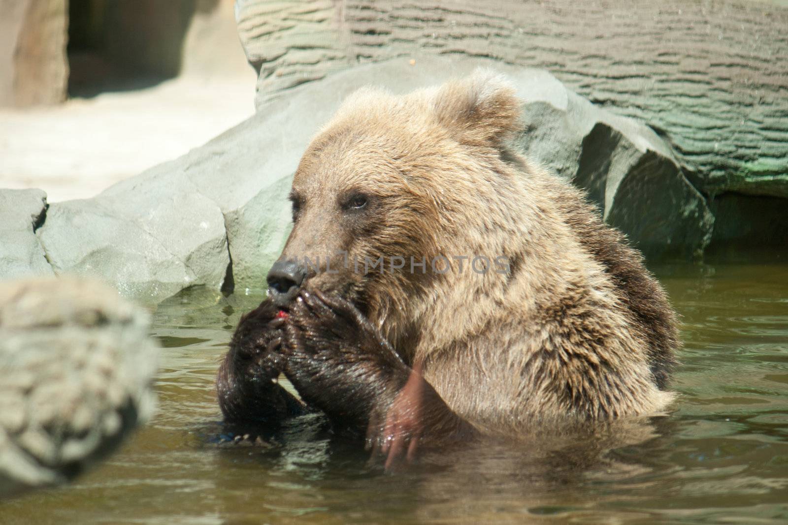 Brown bear sits in the water by victosha