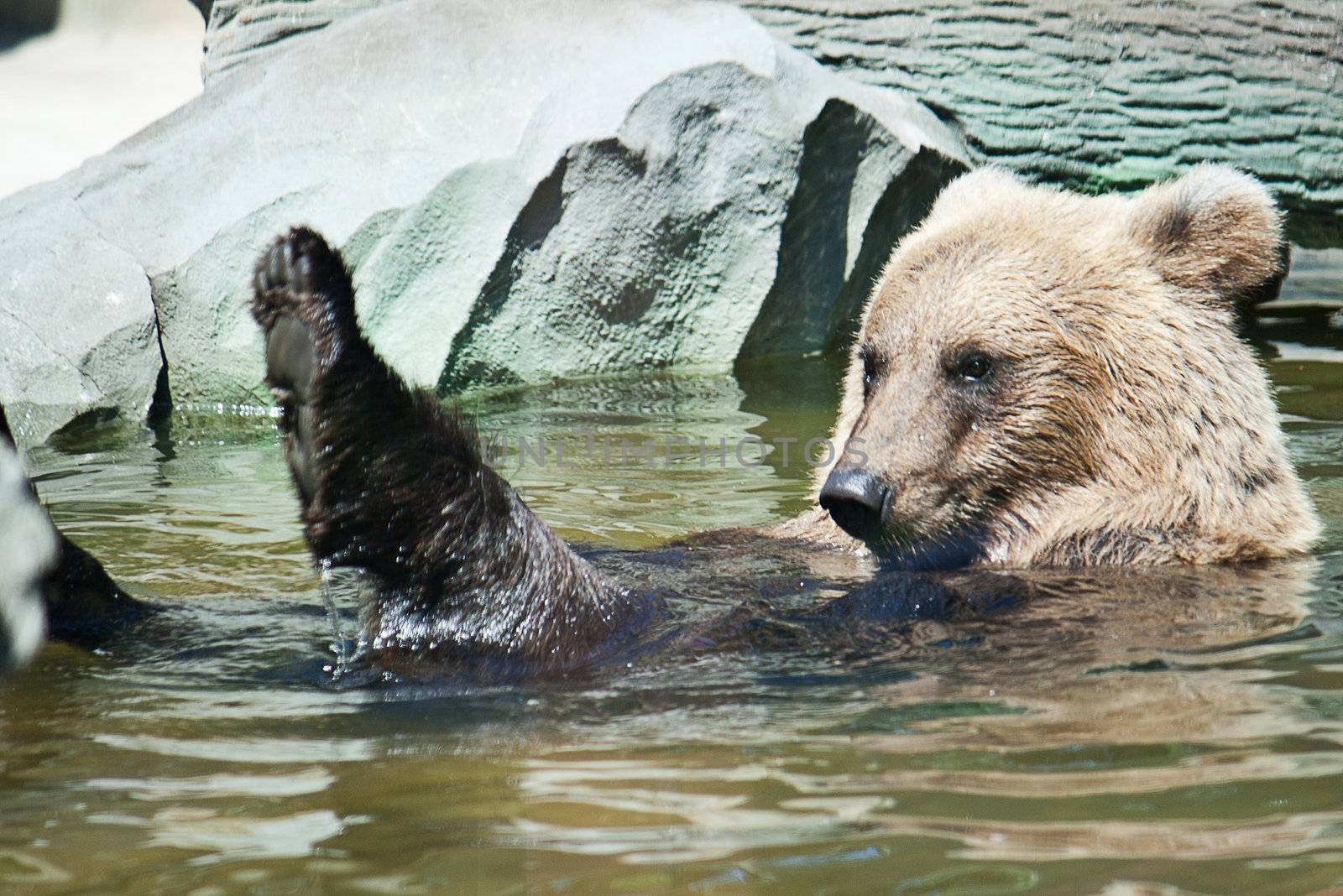 Bear swims in the water at the zoo