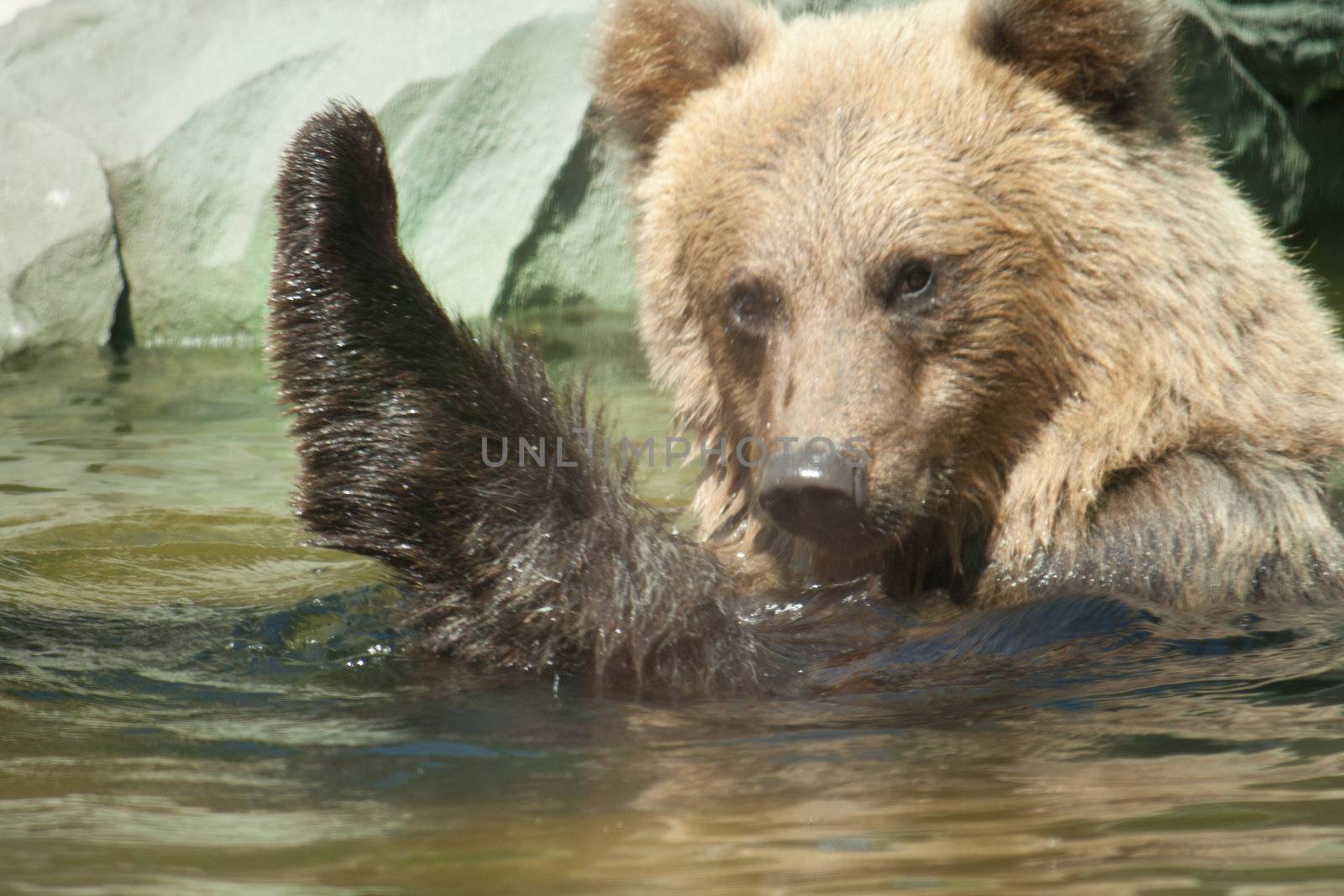 Brown bear sits in the water Shooting at the Zoo