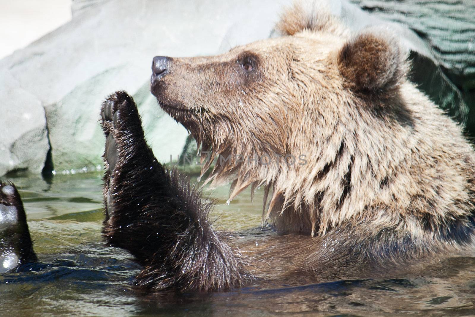 Bear swims in the water at the zoo