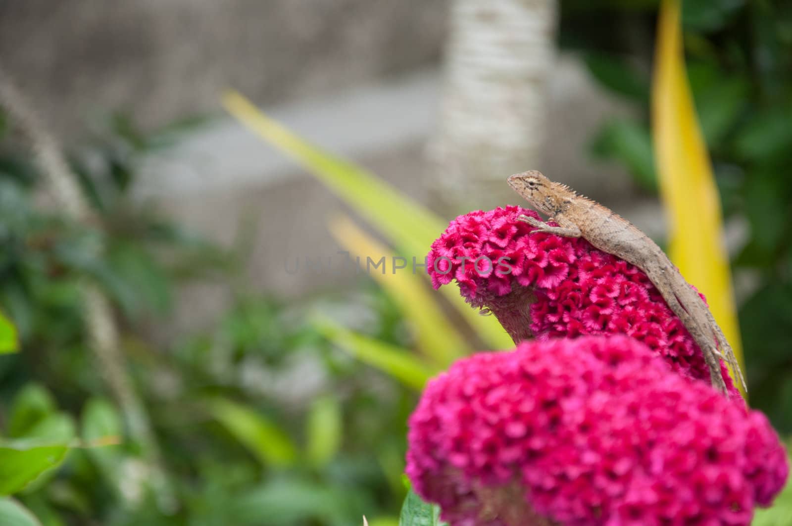 tree lizard on red cockscomb flower by ngarare