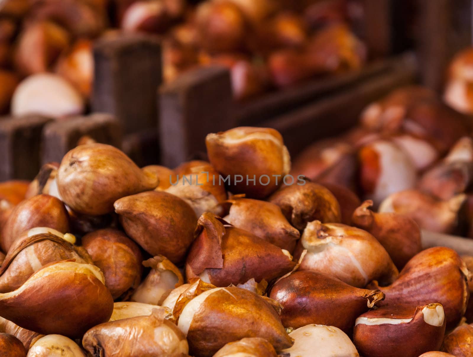 Close-up of a heap of tulip bulbs on a flower market stall.