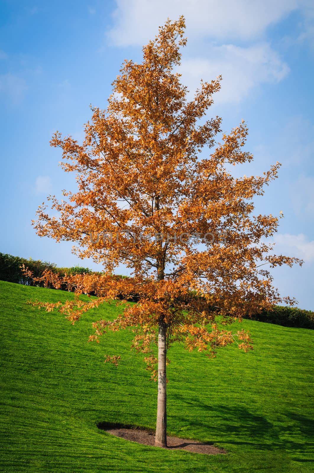 Autumn tree and green grass in the park