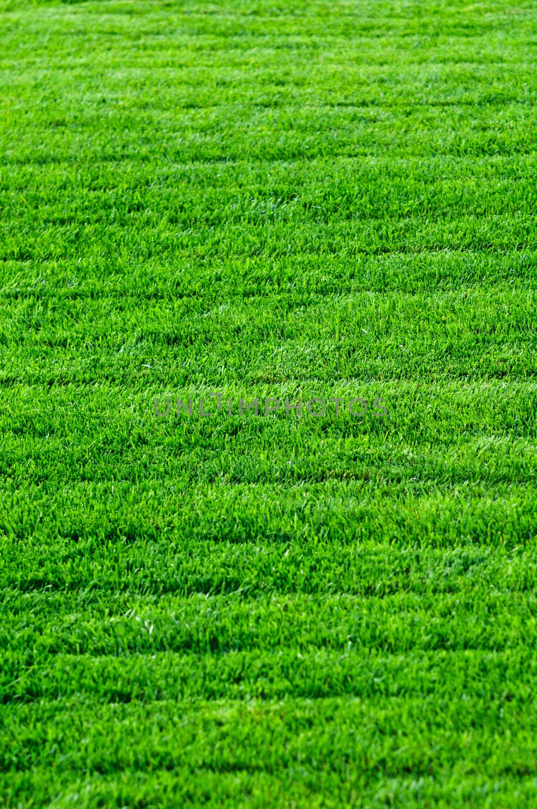 Striped green grass texture with perspective view