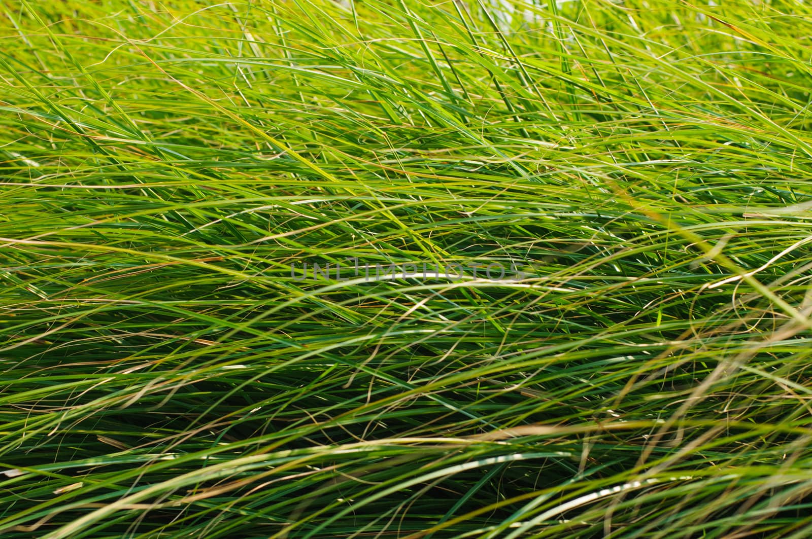 Green grass blades background by nvelichko