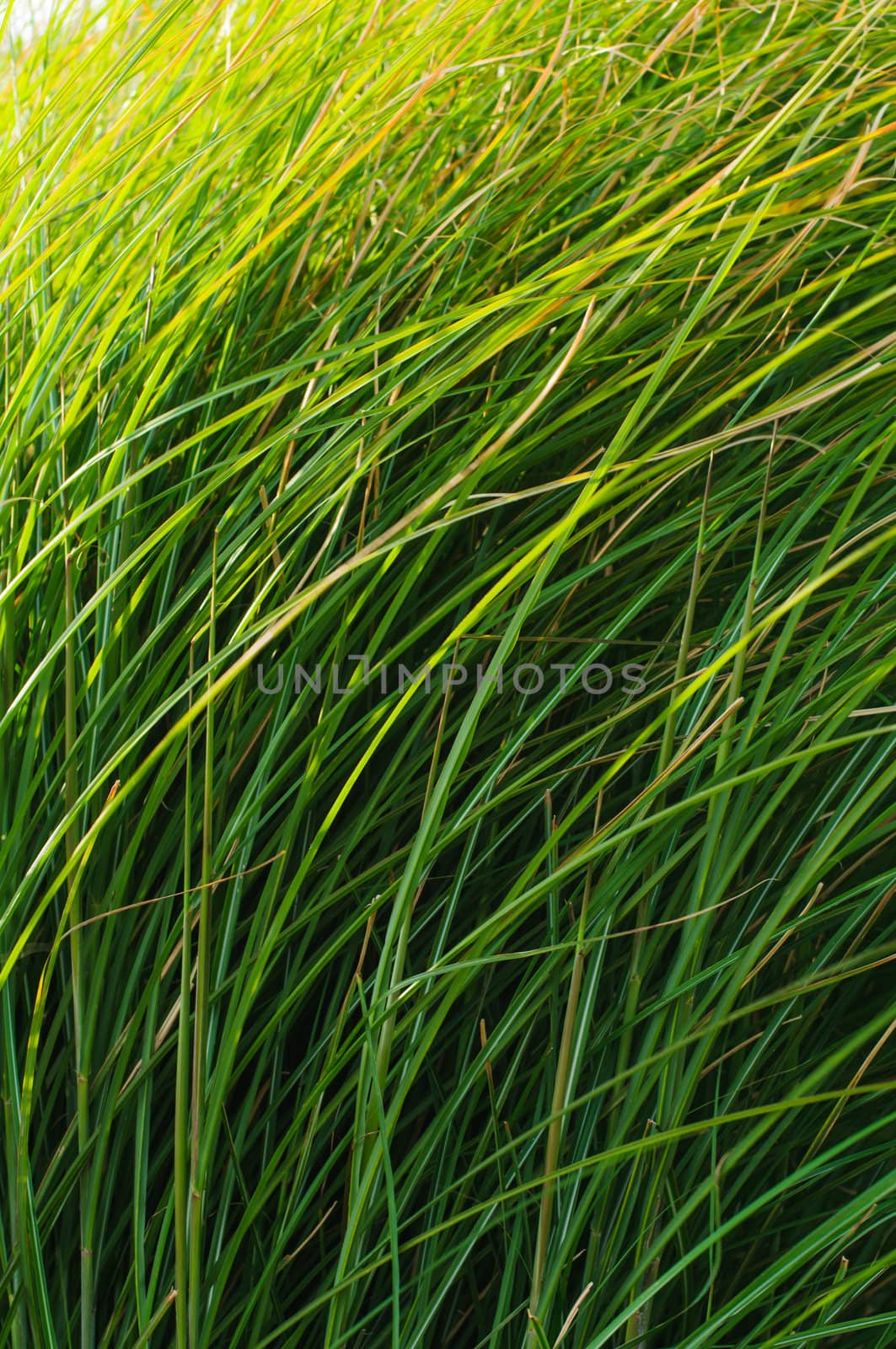 Close-up of many green grass blades as a background