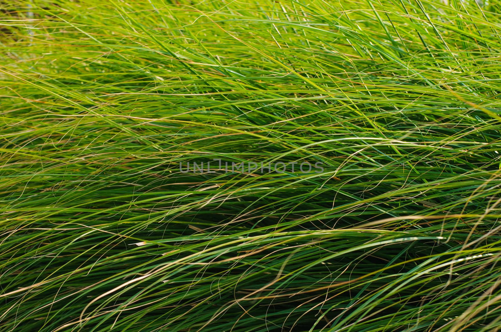 Green grass blades background by nvelichko