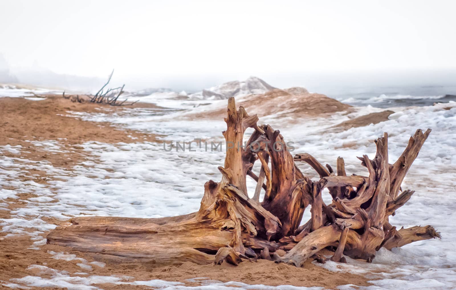 Driftwood Ashore at Minnesota Point, Lake Superior