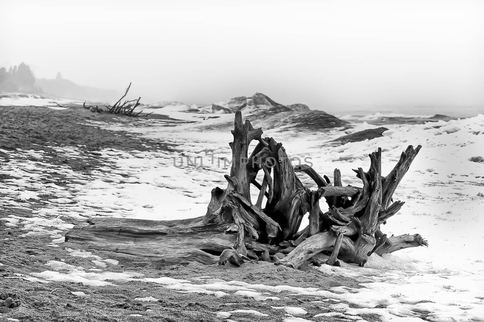 Driftwood Ashore  in Black and White at Minnesota Point, Lake Superior
