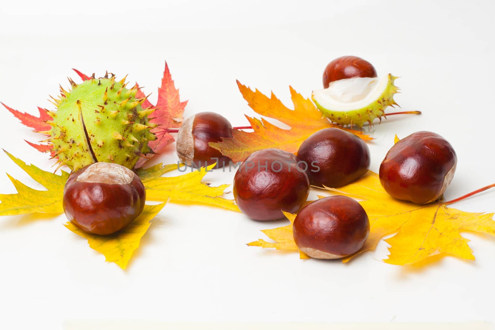 Chestnut with colorful leafs on white background